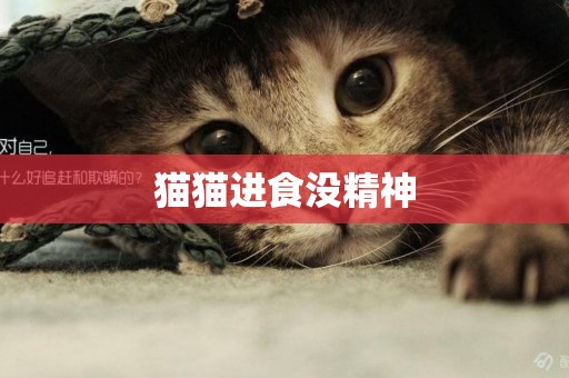 貓貓進食沒精神