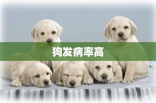 狗發病率高