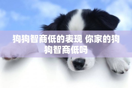 狗狗智商低的表現 你家的狗狗智商低嗎 狗狗智商低的表現 你家的狗狗智商低嗎