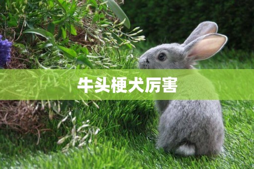 牛頭梗犬厲害