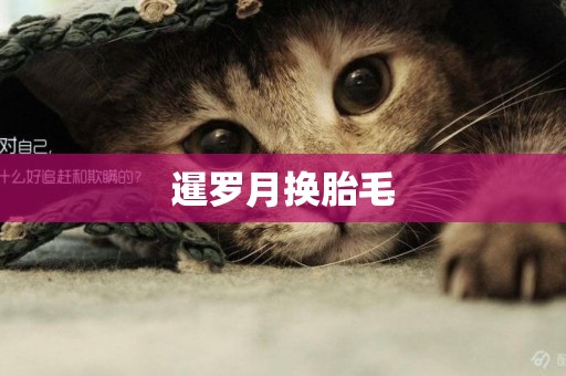 暹羅月換胎毛