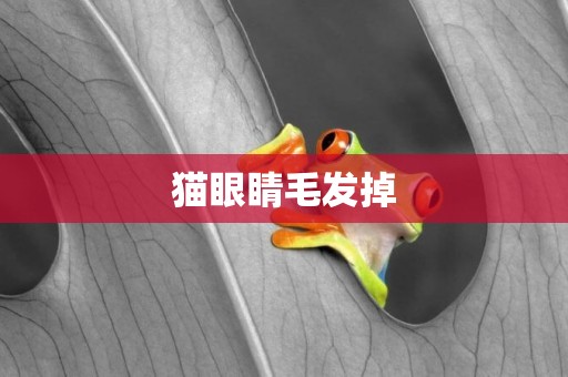 貓眼睛毛發掉