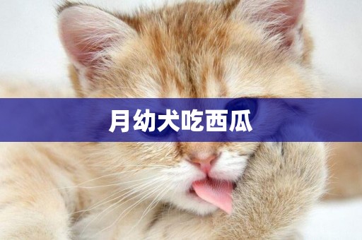 月幼犬吃西瓜