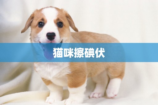貓咪擦碘伏