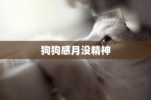 狗狗感月沒精神