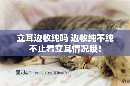 立耳邊牧純嗎 邊牧純不純不止看立耳情況哦！