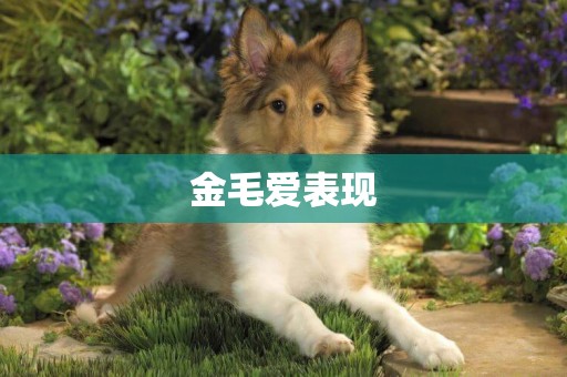 金毛愛表現