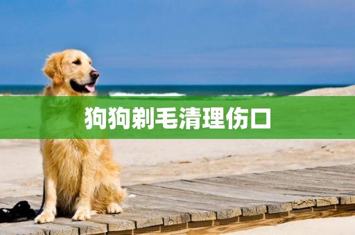 狗狗剃毛清理傷口