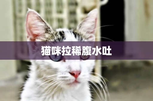 貓咪拉稀腹水吐