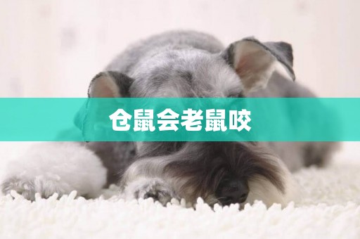 倉鼠會老鼠咬
