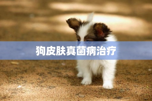 狗皮膚真菌病治療
