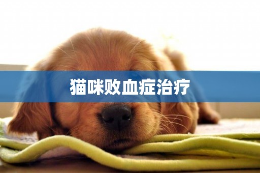 貓咪敗血癥治療