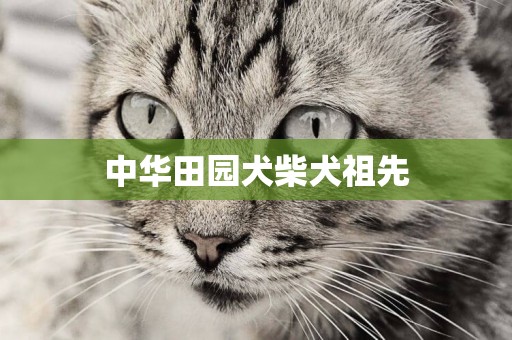 中華田園犬柴犬祖先