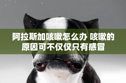 阿拉斯加咳嗽怎么辦 咳嗽的原因可不僅僅只有感冒
