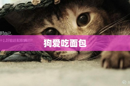 狗愛吃面包