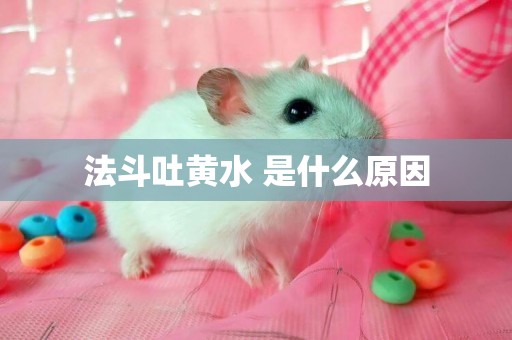 法斗吐黃水 是什么原因