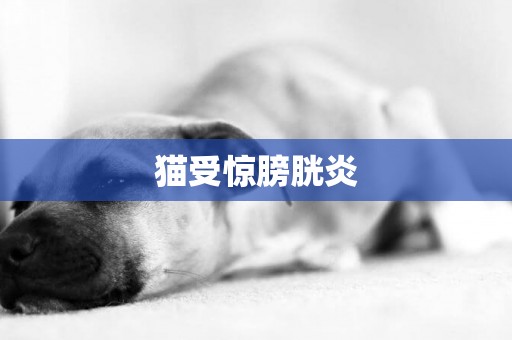 貓受驚膀胱炎