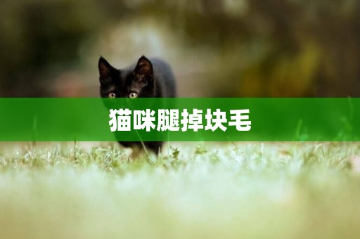 貓咪腿掉塊毛