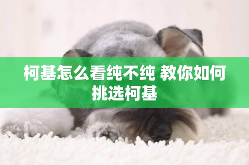 柯基怎么看純不純 教你如何挑選柯基 柯基怎么看純不純 教你如何挑選柯基