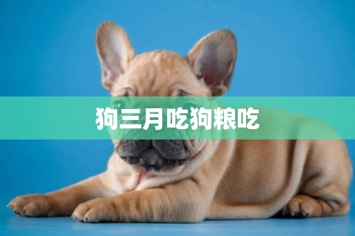狗三月吃狗糧吃