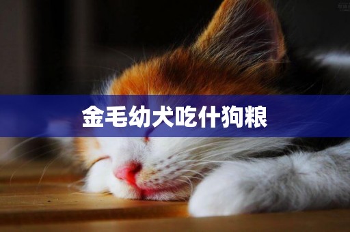 金毛幼犬吃什狗糧