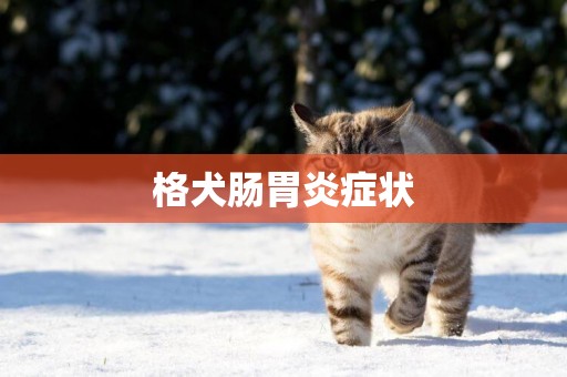 格犬腸胃炎癥狀