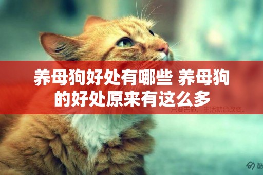 養母狗好處有哪些 養母狗的好處原來有這么多