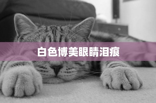 白色博美眼睛淚痕