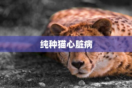 純種貓心臟病