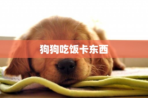 狗狗吃飯卡東西