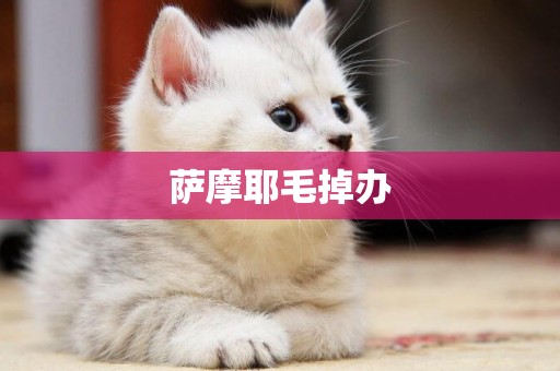 薩摩耶毛掉辦