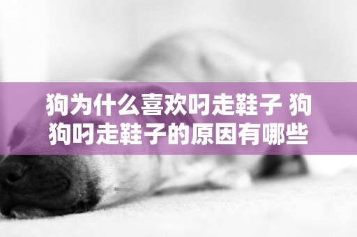 狗為什么喜歡叼走鞋子 狗狗叼走鞋子的原因有哪些 狗為什么喜歡叼走鞋子 狗狗叼走鞋子的原因有哪些