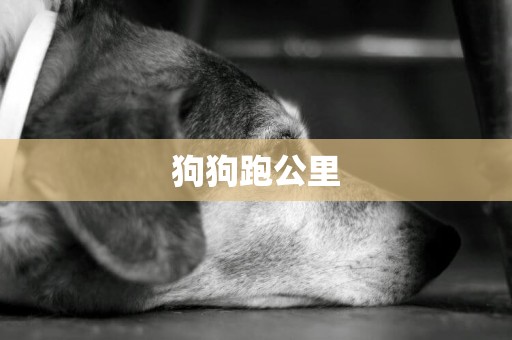 狗狗跑公里