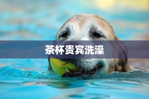 茶杯貴賓洗澡