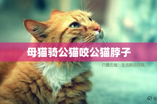 母貓騎公貓咬公貓脖子