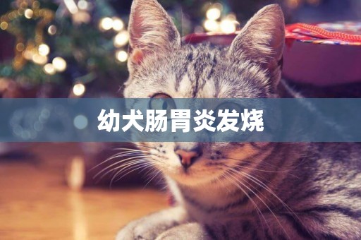 幼犬腸胃炎發燒
