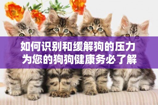 如何識別和緩解狗的壓力 為您的狗狗健康務必了解
