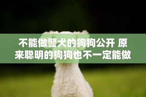 不能做警犬的狗狗公開 原來聰明的狗狗也不一定能做警犬