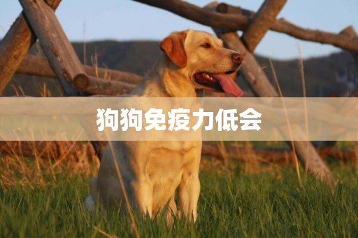 狗狗免疫力低會