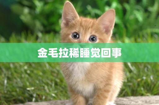 金毛拉稀睡覺回事