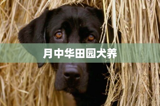 月中華田園犬養