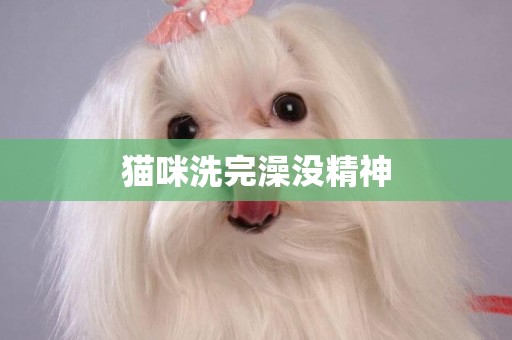 貓咪洗完澡沒精神