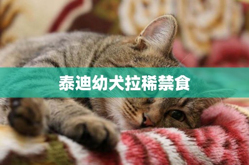 泰迪幼犬拉稀禁食