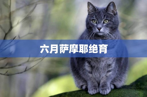 六月薩摩耶絕育