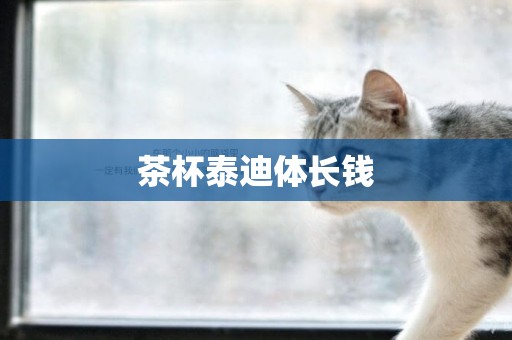 茶杯泰迪體長錢