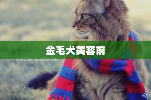 金毛犬美容前