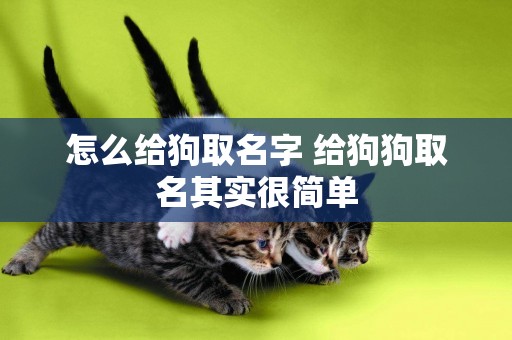 怎么給狗取名字 給狗狗取名其實很簡單 怎么給狗取名字 給狗狗取名其實很簡單