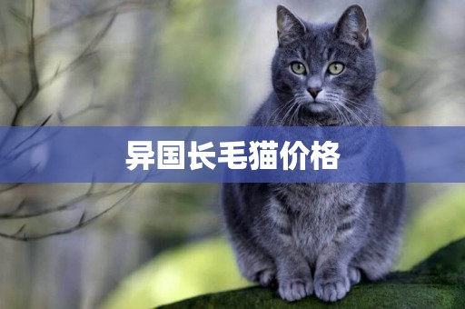 異國長毛貓價格