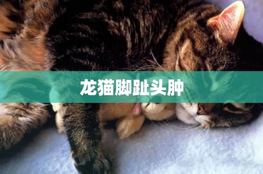 龍貓腳趾頭腫