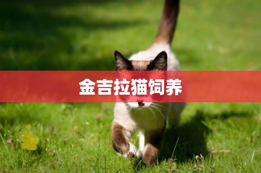 金吉拉貓飼養